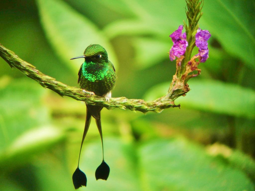 Mindo Garden Lodge And Wildlife Reserve Exterior foto